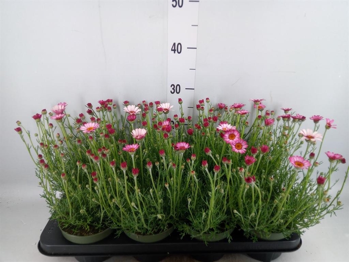 <h4>Rhodanthemum hosm. 'Zagora Pink'</h4>