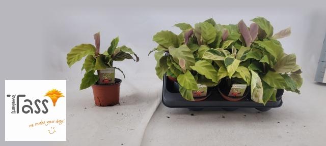 <h4>CALAT FUSION YELLOW</h4>