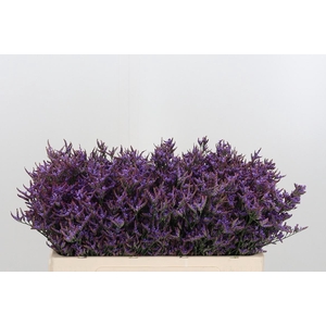 Lim Safora Dark Blue