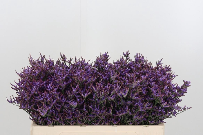 <h4>Lim Safora Dark Blue</h4>