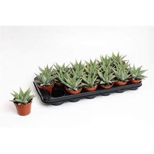 Haworthia limifolia Spider White