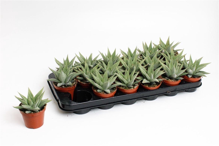 <h4>Haworthia limifolia Spider White</h4>
