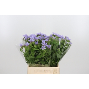 Campanula Lac. Prichard's