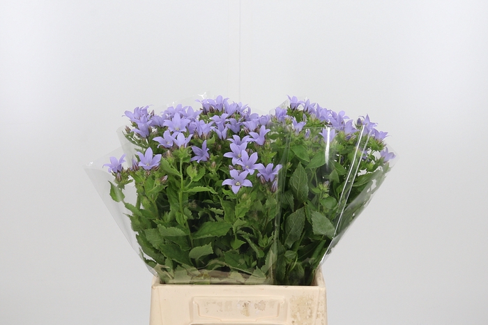 <h4>Campanula Lac. Prichard's</h4>