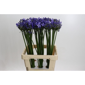 Agapanthus Uri