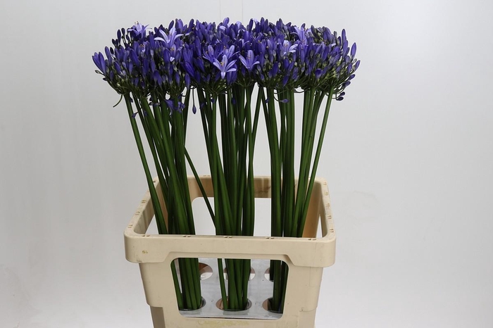 <h4>Agapanthus Uri</h4>