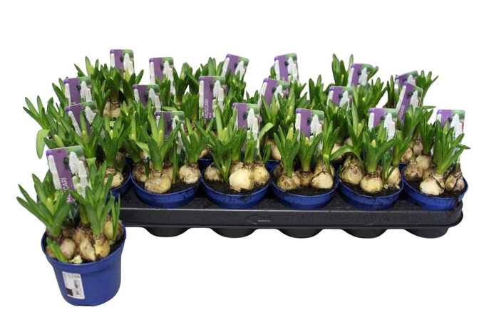 <h4>MUSCAR WHITE SPEAR</h4>