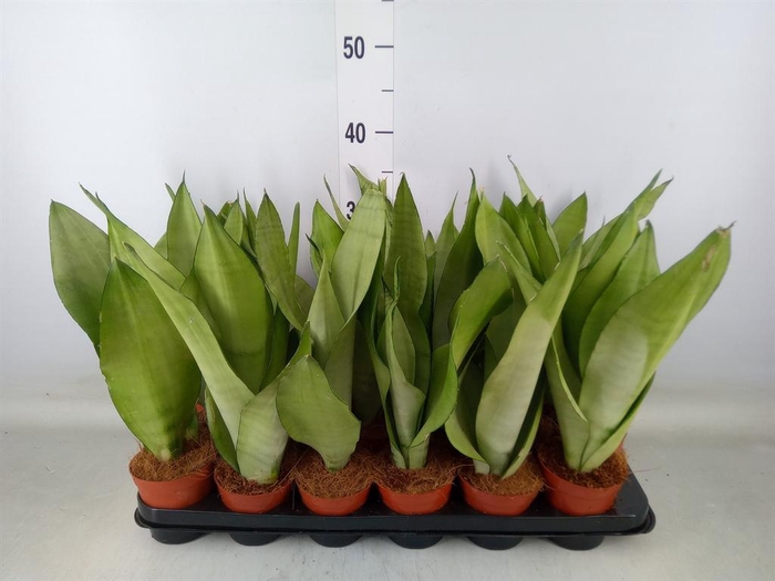 <h4>Sansevieria trifa. 'Moonshine'</h4>