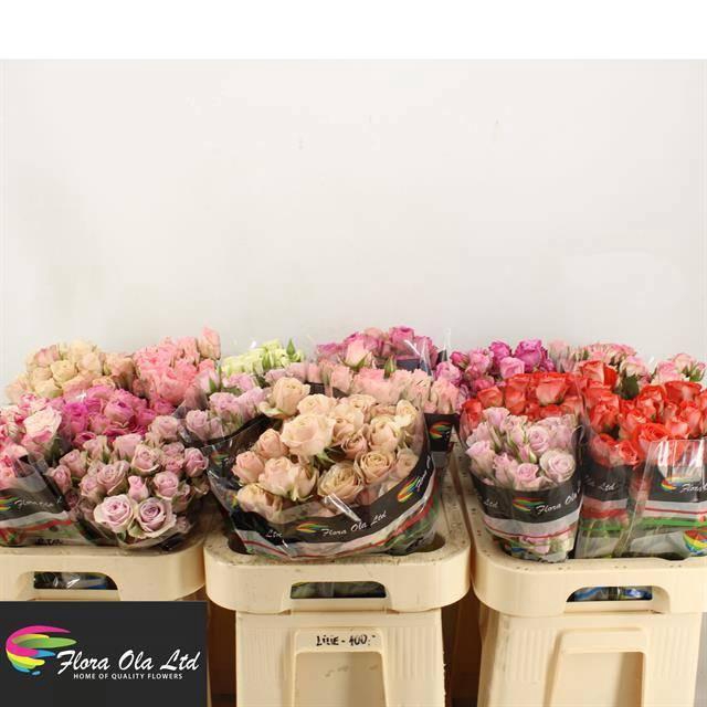 <h4>R TR GEM IN FUST</h4>