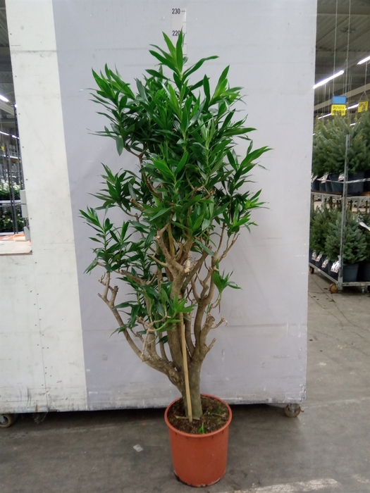 <h4>Dracaena refl. 'Song of Jamaica'</h4>