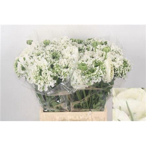 Ran Pon-pon Igloo White Ex