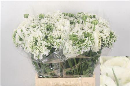 <h4>Ran Pon-pon Igloo White Ex</h4>