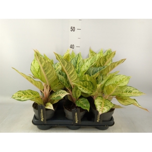 Aglaonema   ...