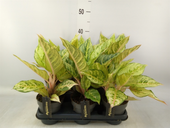 <h4>Aglaonema   ...</h4>
