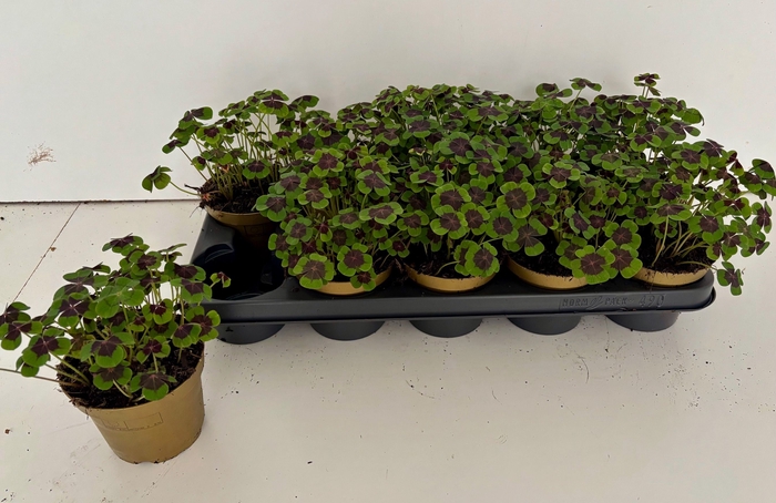 <h4>OXALIS DEPPEI</h4>