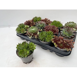 Sempervivum