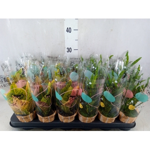 Codiaeum var. KL   ...mix 3