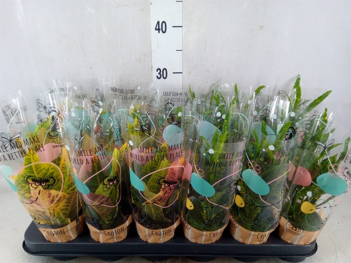 <h4>Codiaeum var. KL   ...mix 3</h4>