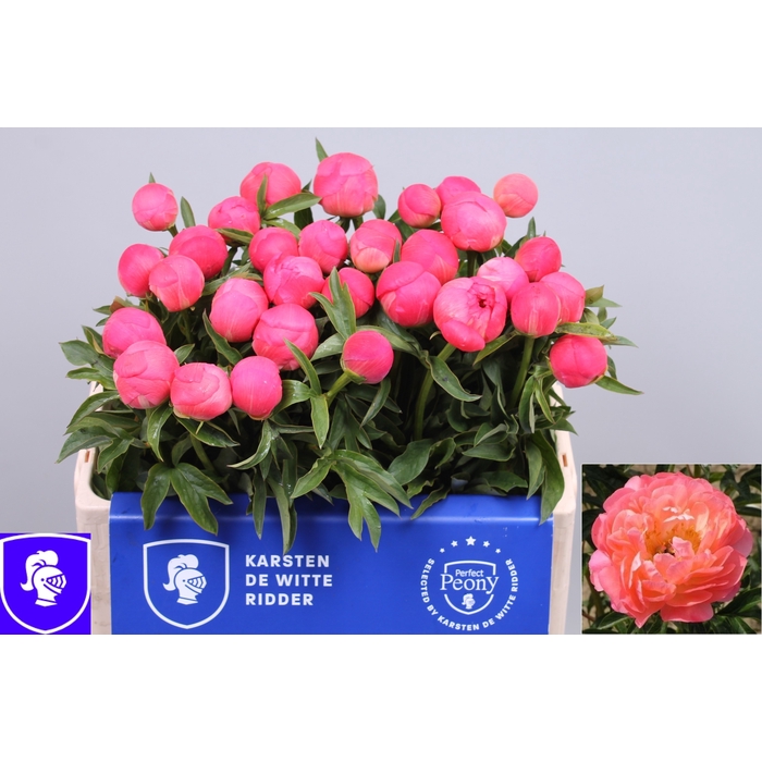 <h4>PAEO CORAL SUNSET</h4>