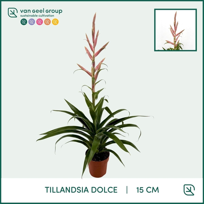 <h4>Tillandsia  'Dolce'</h4>