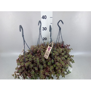 Crassula marginalis