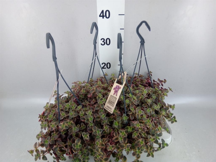 <h4>Crassula marginalis</h4>