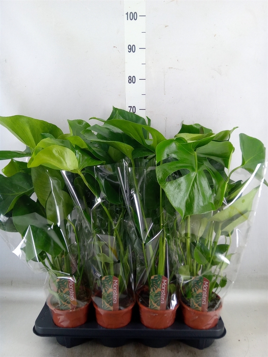 <h4>Monstera delic.</h4>