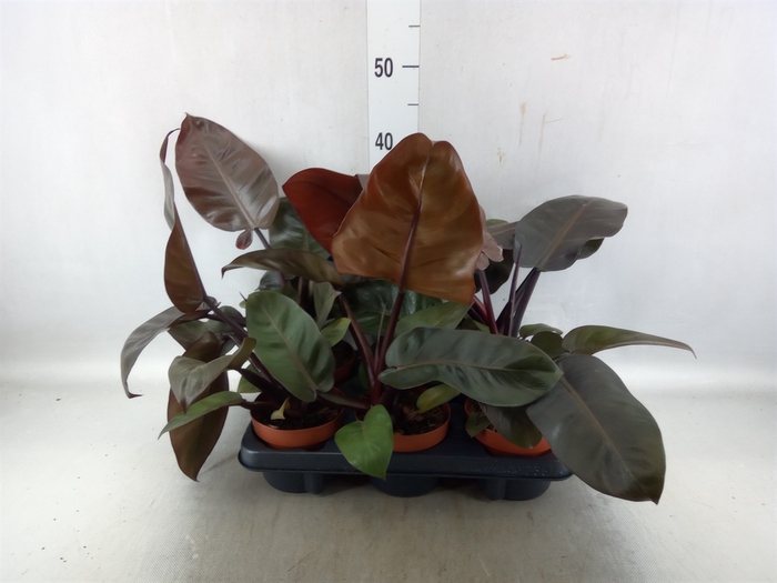 <h4>Philodendron   ...</h4>