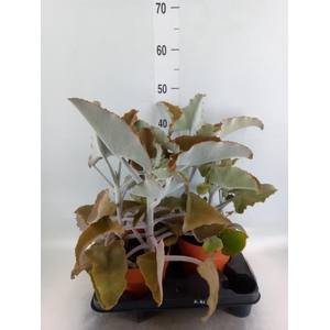 Kalanchoe NF beharensis