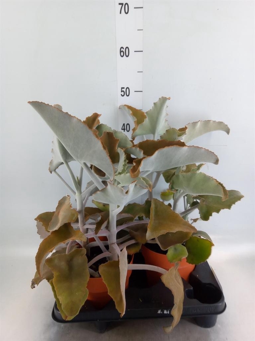 <h4>Kalanchoe NF beharensis</h4>