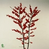 Ilex Vert Berry Red 40cm Dolder Extra