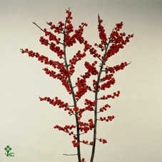 <h4>Ilex Verticillata Red</h4>