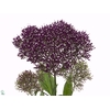 TRACH LAKE F PURPLE