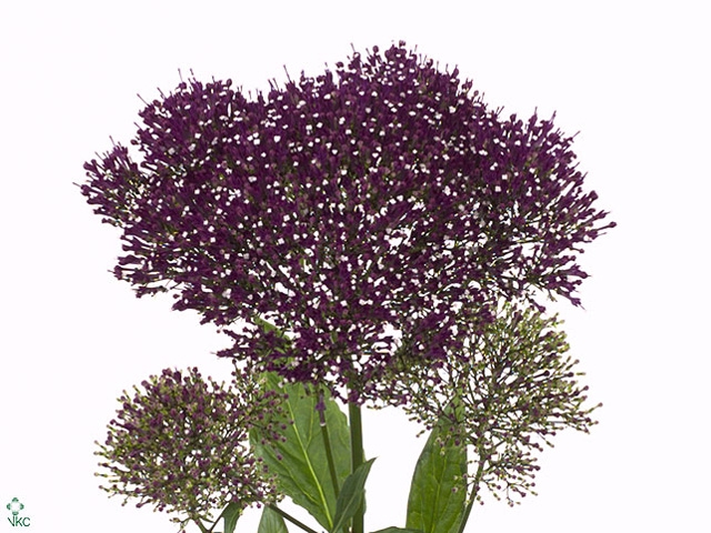 TRACH LAKE F PURPLE