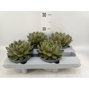 Echeveria   ...not flowering