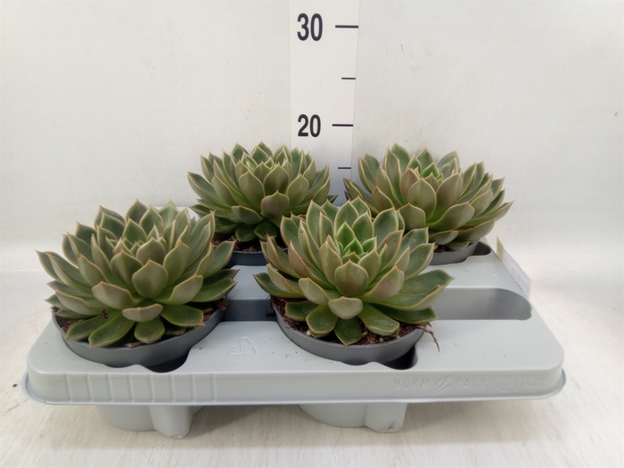 <h4>Echeveria   ...not flowering</h4>