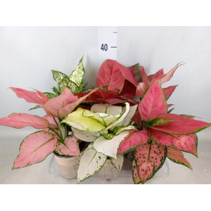 Aglaonema   ...mix