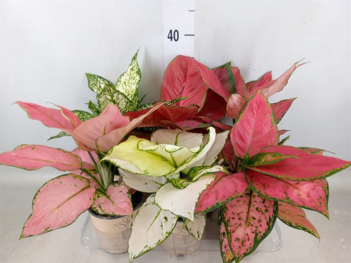 <h4>Aglaonema   ...mix</h4>