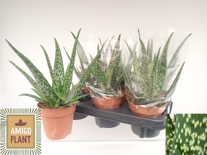 <h4>ALOE TROPICAL</h4>