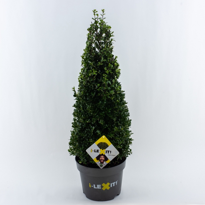 <h4>Ilex crenata 'Dark Green' cone 60-70cm</h4>
