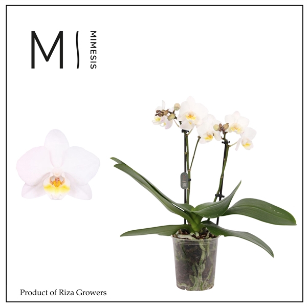 <h4>Mimesis Phal. Julia 11 - 2 spike 9cm</h4>