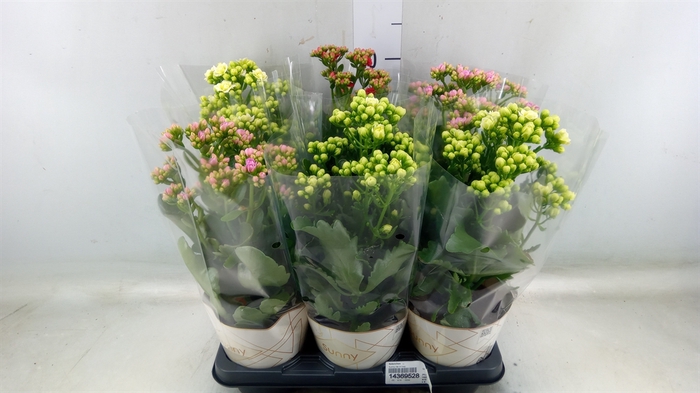 <h4>Kalanchoe   ...</h4>