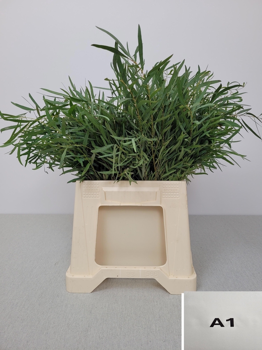 <h4>EUC NICHOLII PB</h4>