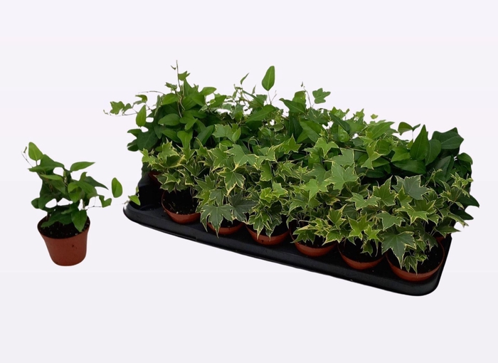 <h4>Hedera helix gemengd</h4>