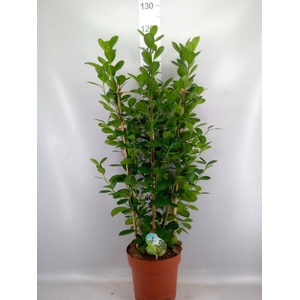Ficus microcarpa 'Moclame'