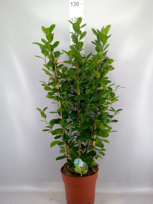 <h4>Ficus microcarpa 'Moclame'</h4>