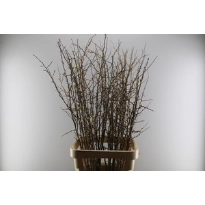 Chaenomeles Superba L130