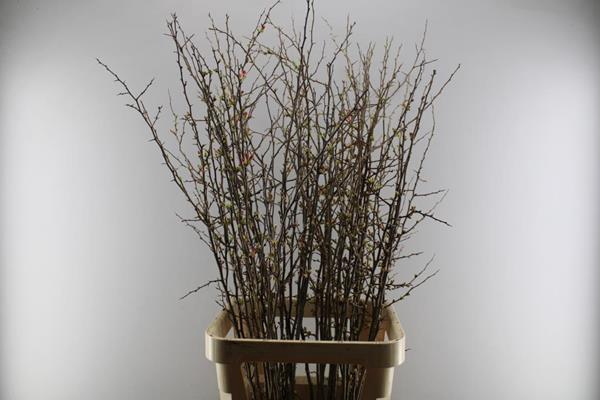 <h4>Chaenomeles Superba L130</h4>