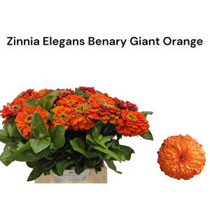 ZINNIA ELEGANS