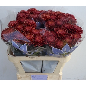 Chr. G 'Bigoudi Red'